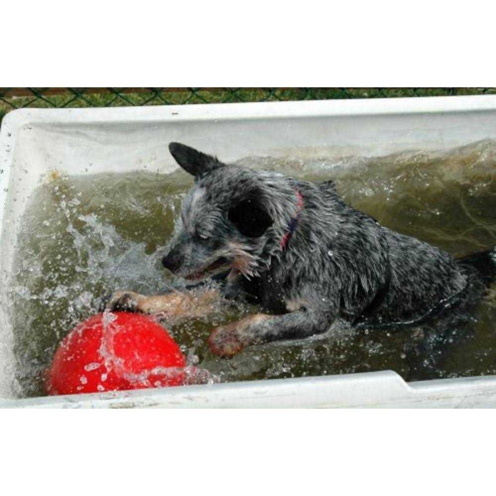 Pet Supplies F184422