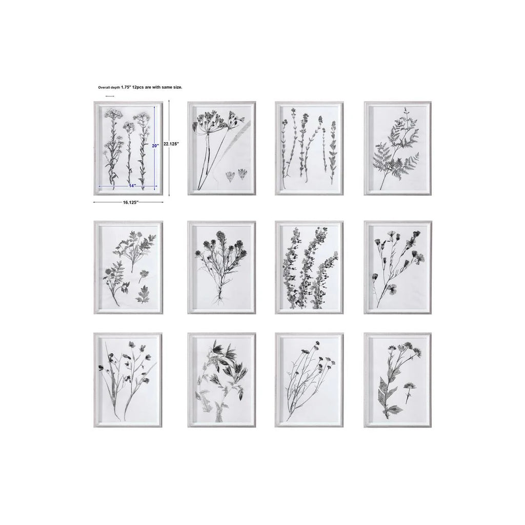 Contemporary Botanicals Framed Prints (Set of 12) J444946