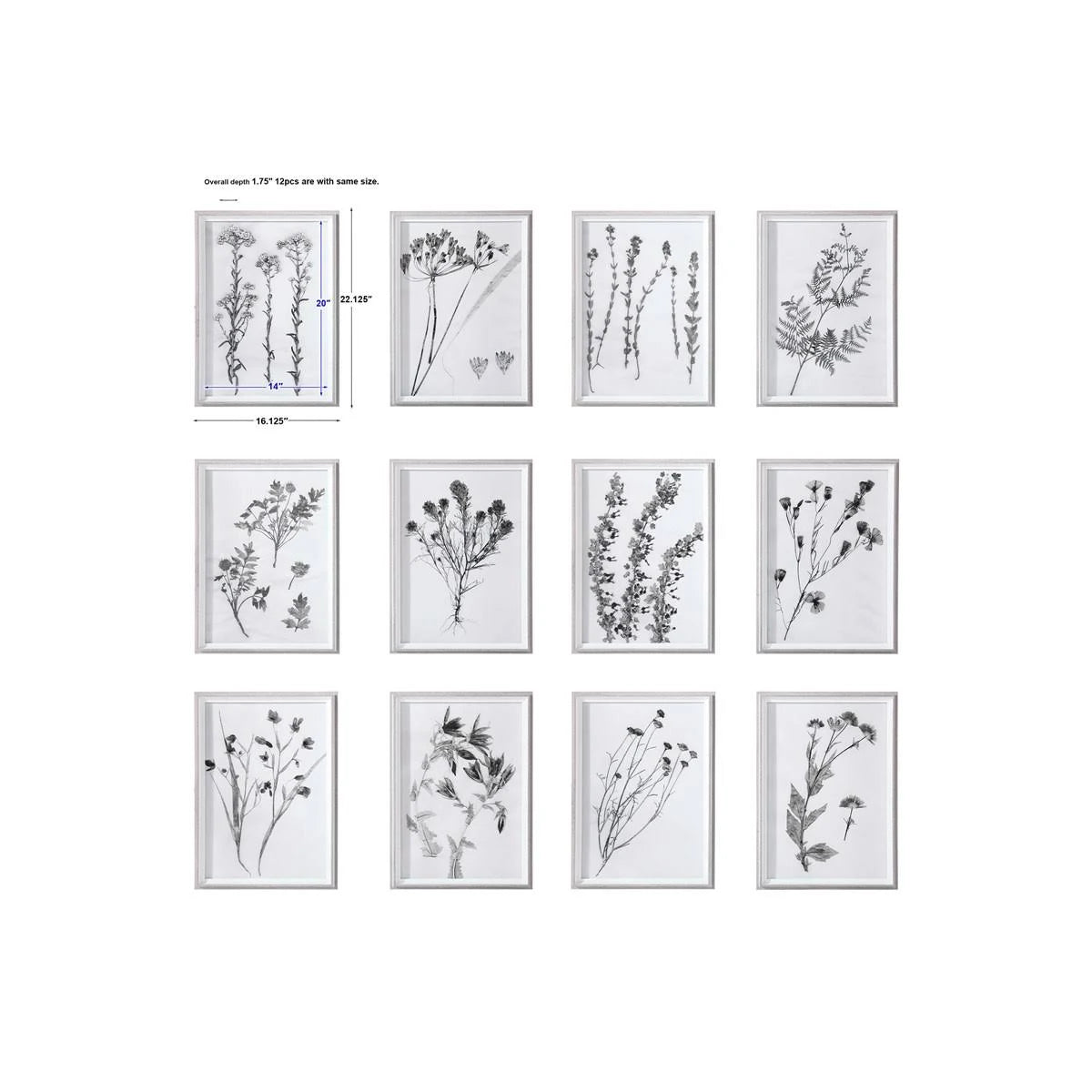 Contemporary Botanicals Framed Prints (Set of 12) J444946
