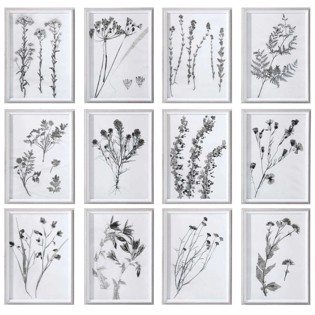 Contemporary Botanicals Framed Prints (Set of 12) J444946