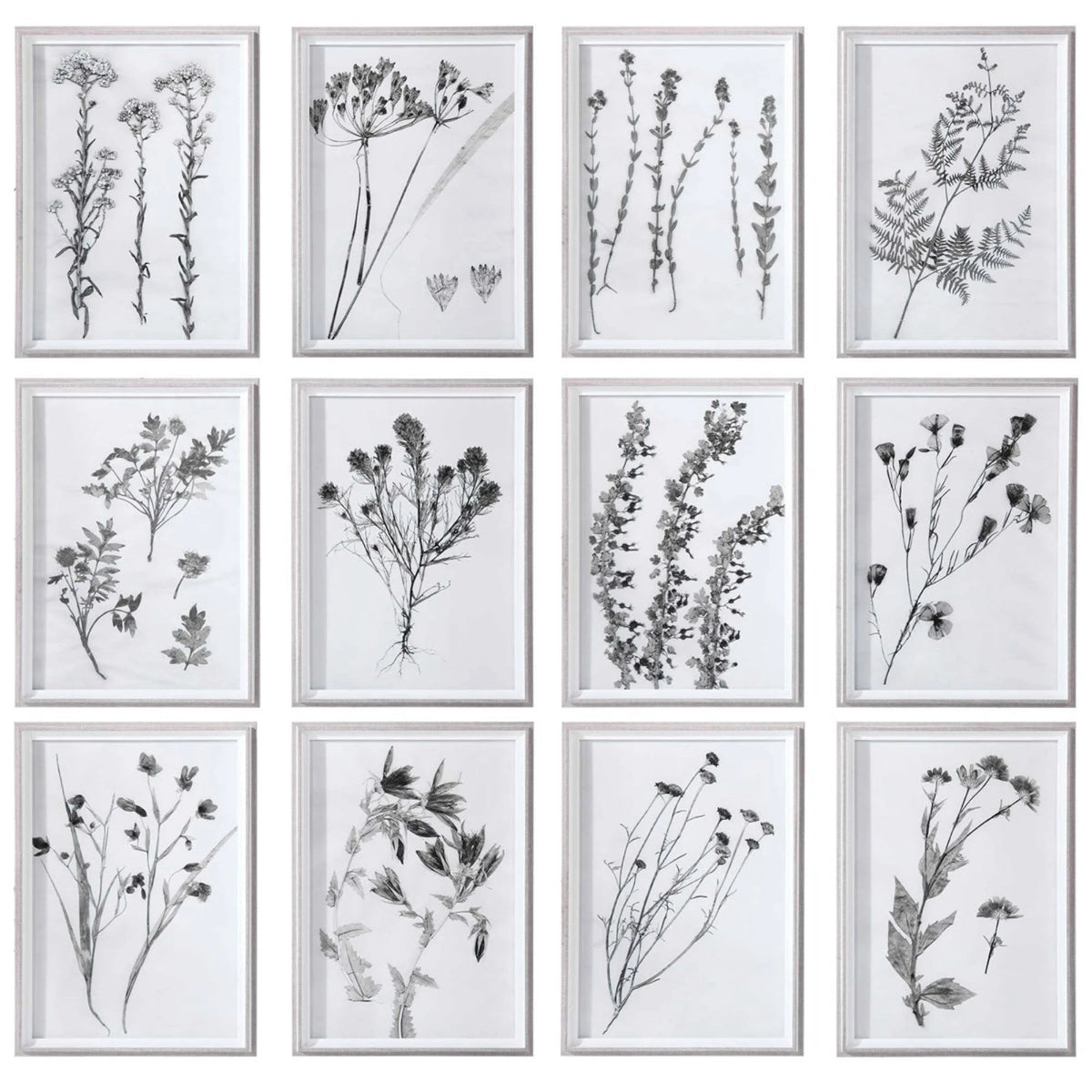 Contemporary Botanicals Framed Prints (Set of 12) J444946