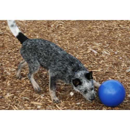 Pet Supplies F184422