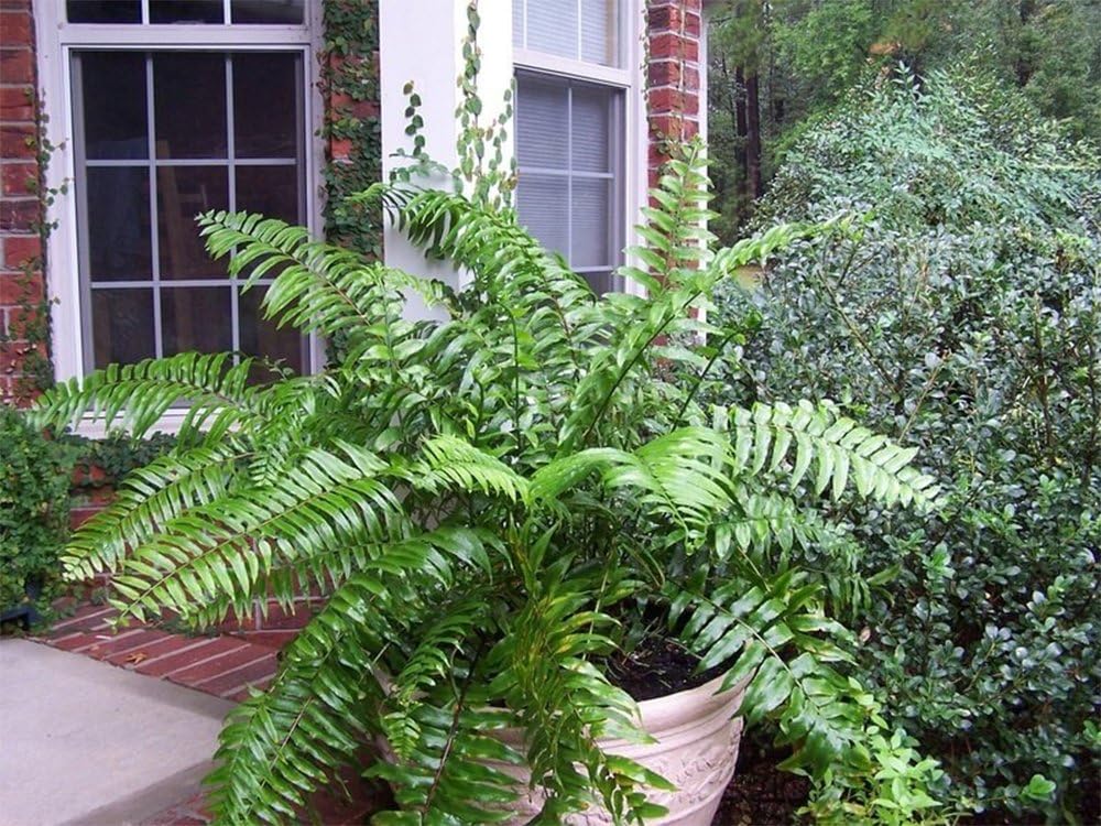 Macho Giant Sword Fern Live Plant, 1 Gallon, 6" Pot P481145