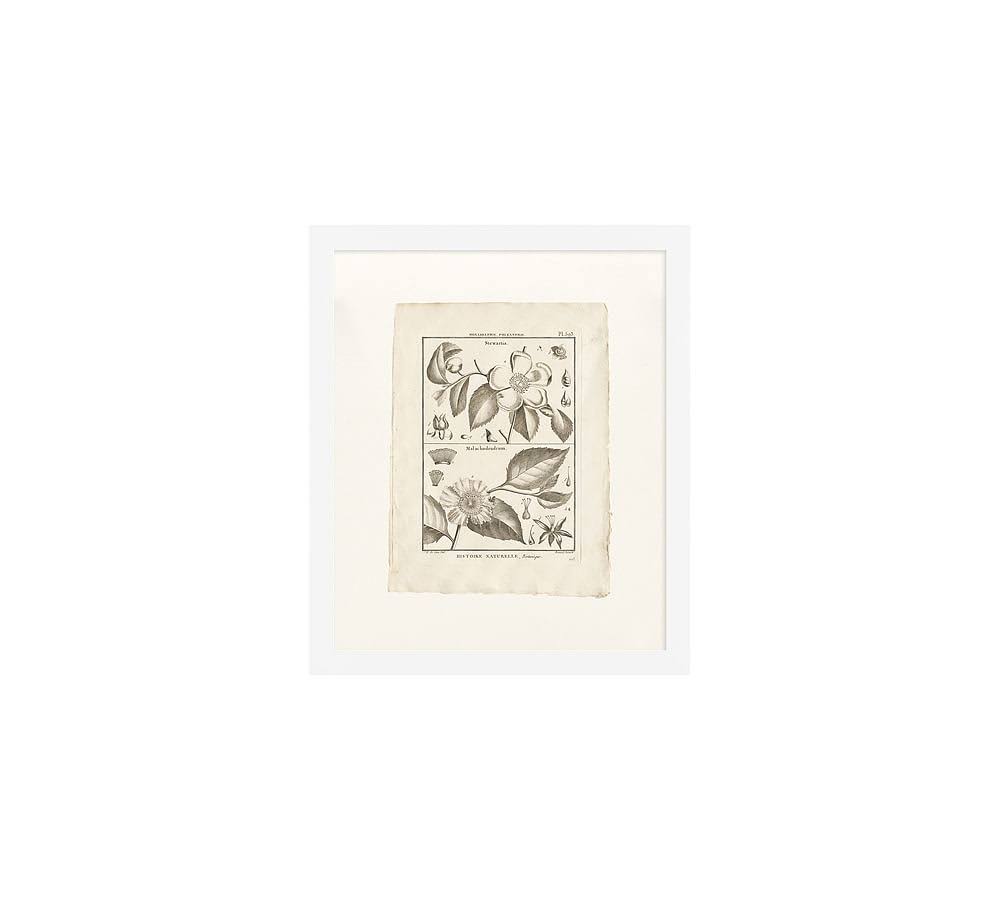 Botanical Plate 11 x 13 Y6579