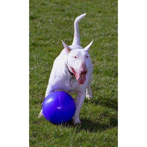 Pet Supplies F184422
