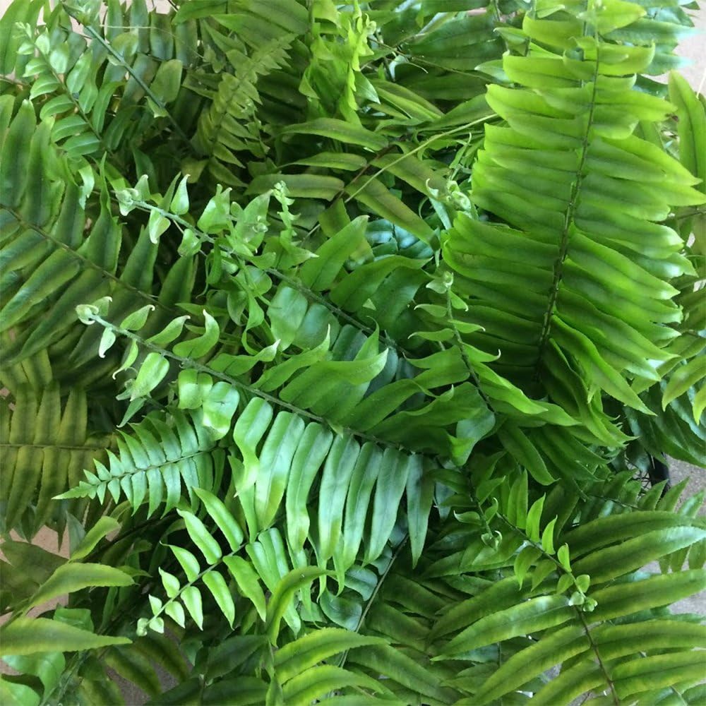 Macho Giant Sword Fern Live Plant, 1 Gallon, 6" Pot P481145