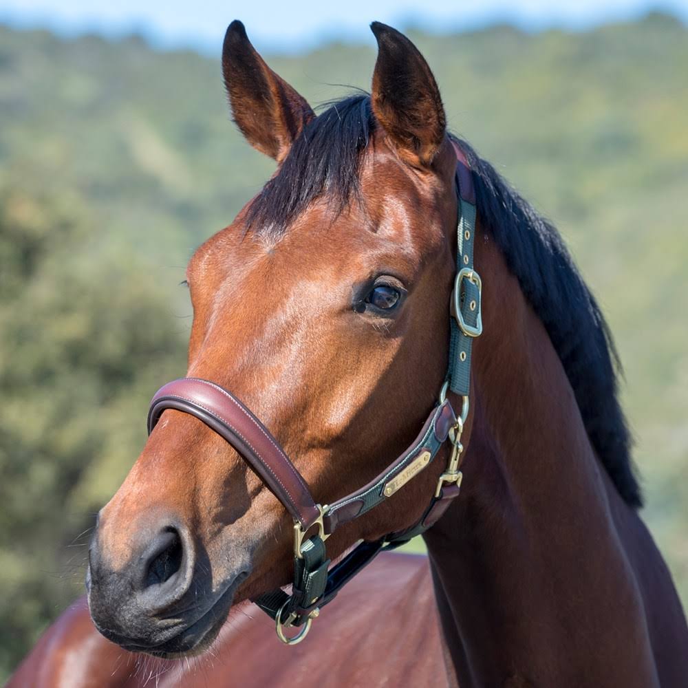 Moss Pony Headcollar A740