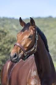 Moss Pony Headcollar A740