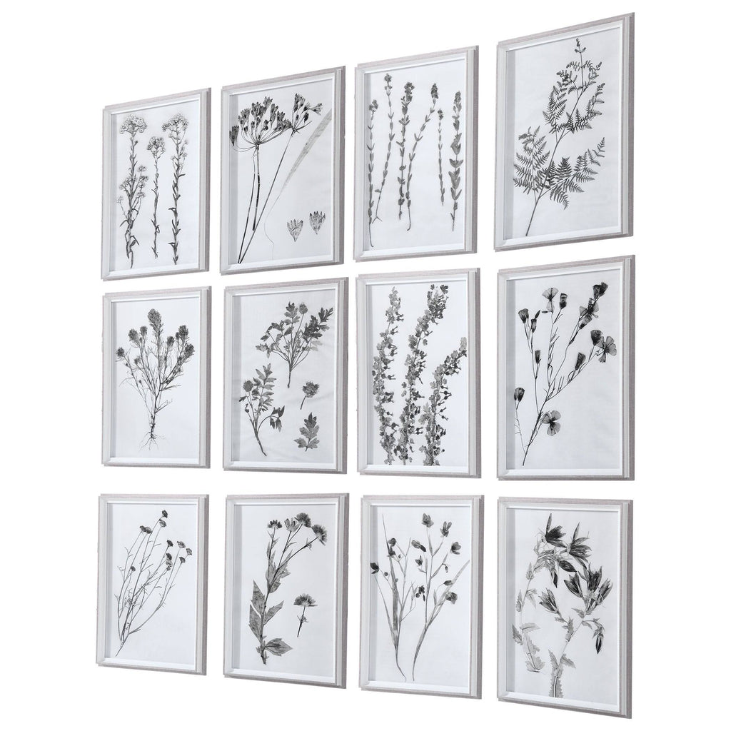Contemporary Botanicals Framed Prints (Set of 12) J444946