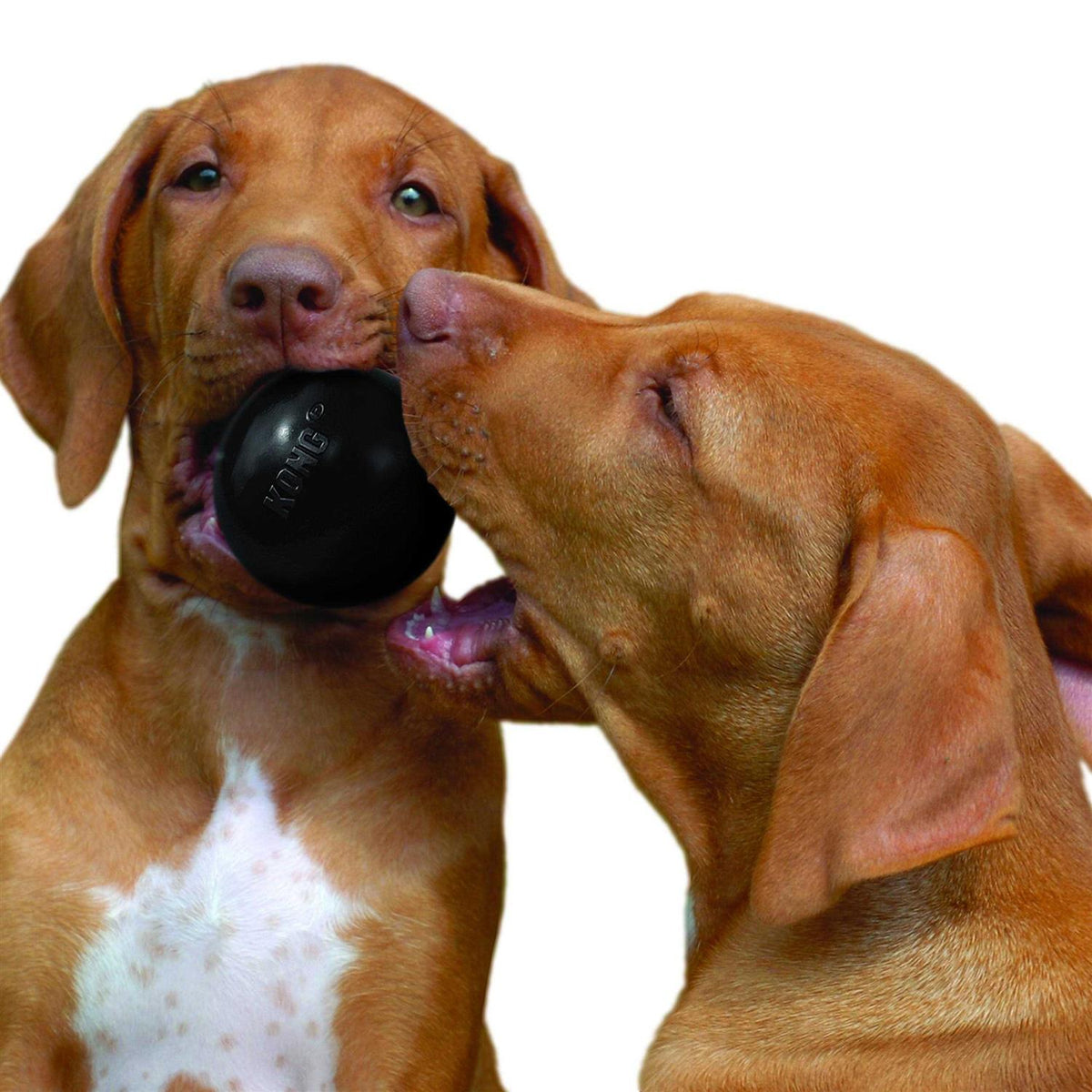 KONG Ball Dog Toy V99202