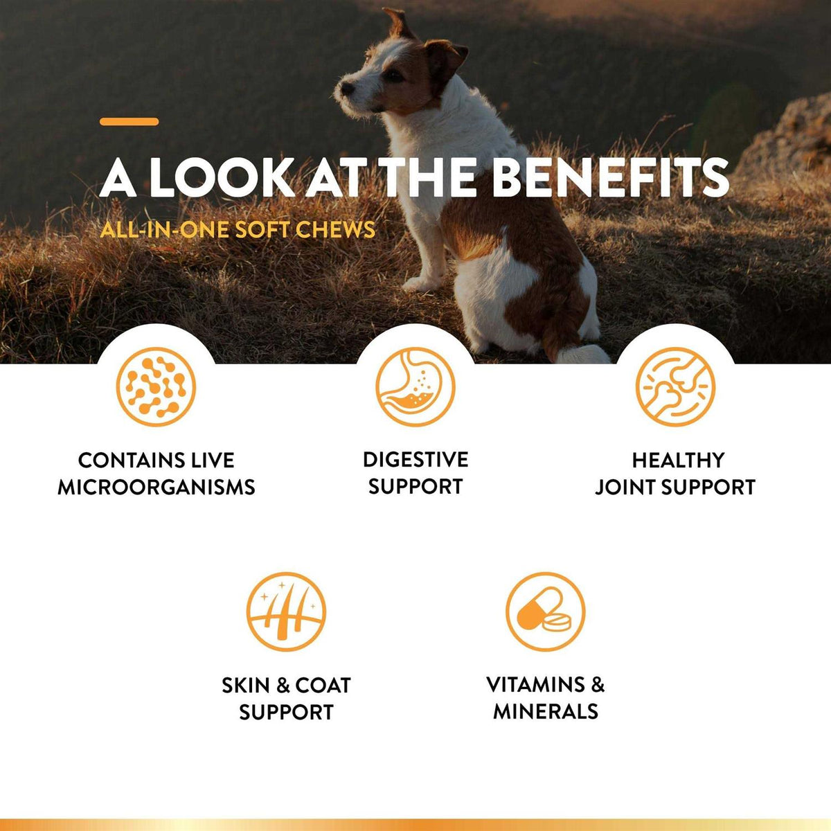 Dog Supplement for Joint Support Digestion J467