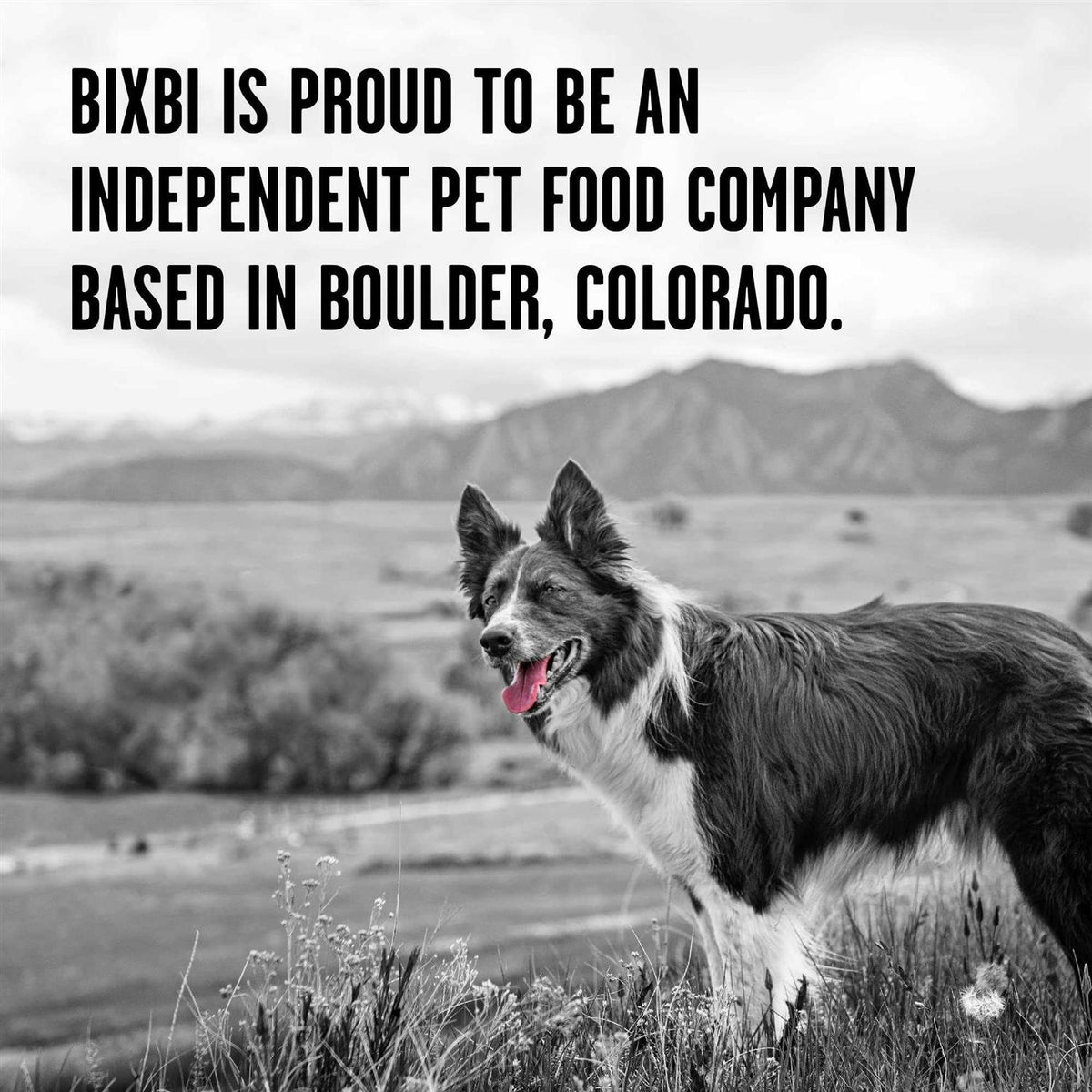 Chicken Recipe Dry Dog Food H37419