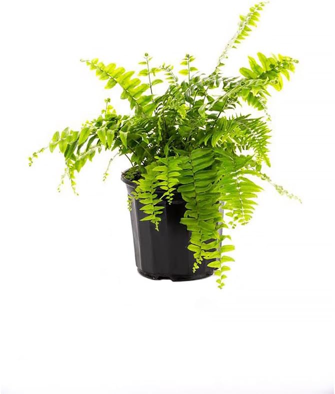 Macho Giant Sword Fern Live Plant, 1 Gallon, 6" Pot P481145