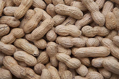 5 lbs in-Shell Peanuts Wild Bird Food V1404