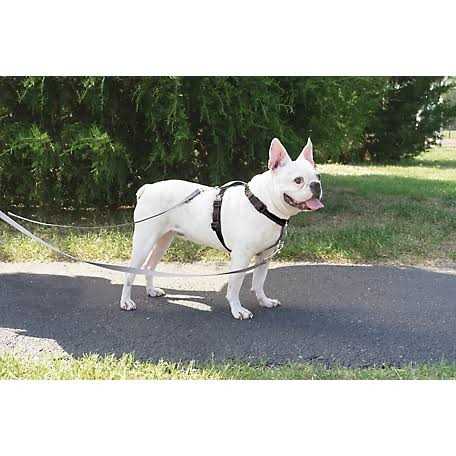 Two Point Control Dog Leash R2198