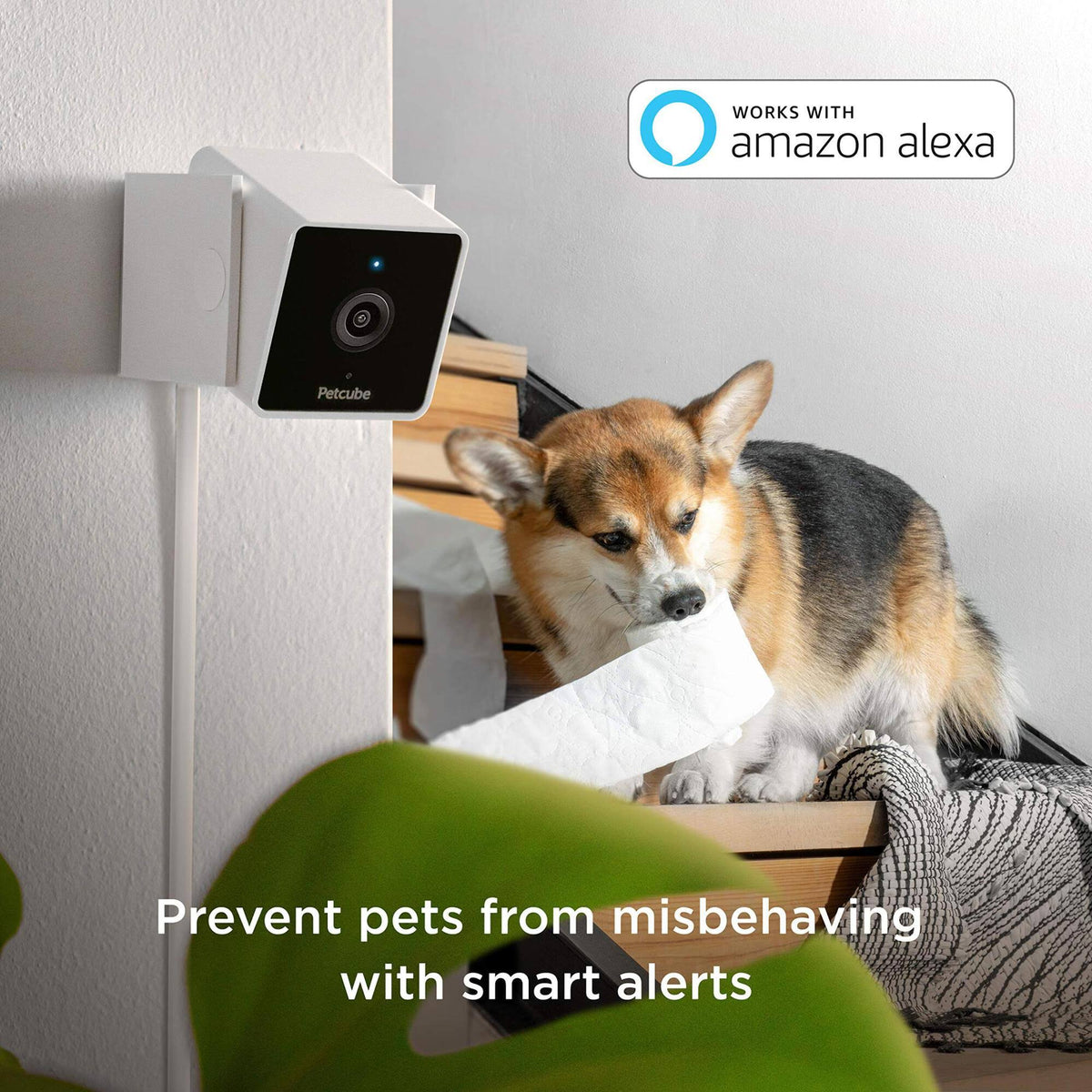 2 Cam Pet Monitoring Camera (Refurbished) F5971