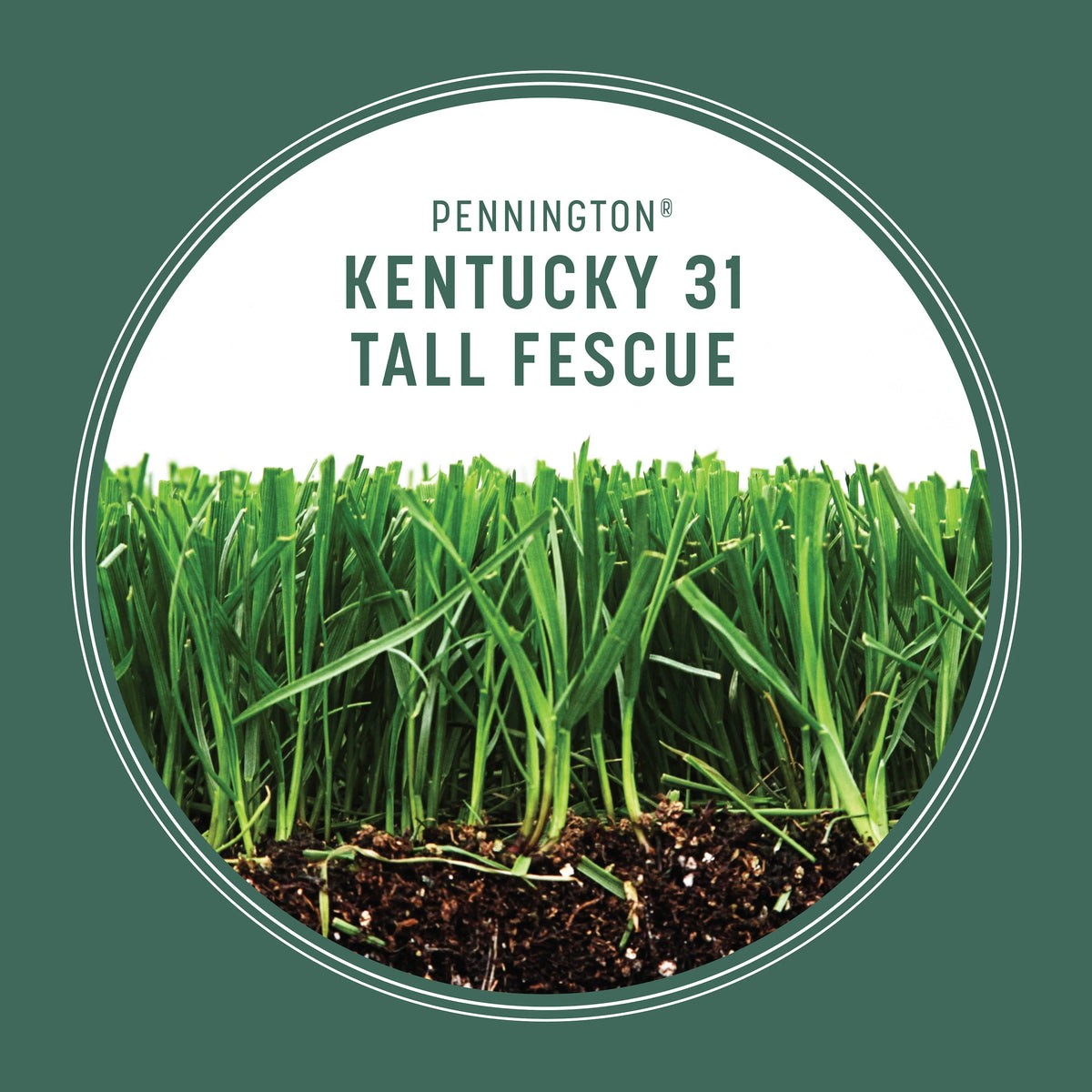Tall Fescue Grass Seed 50lb Z81156