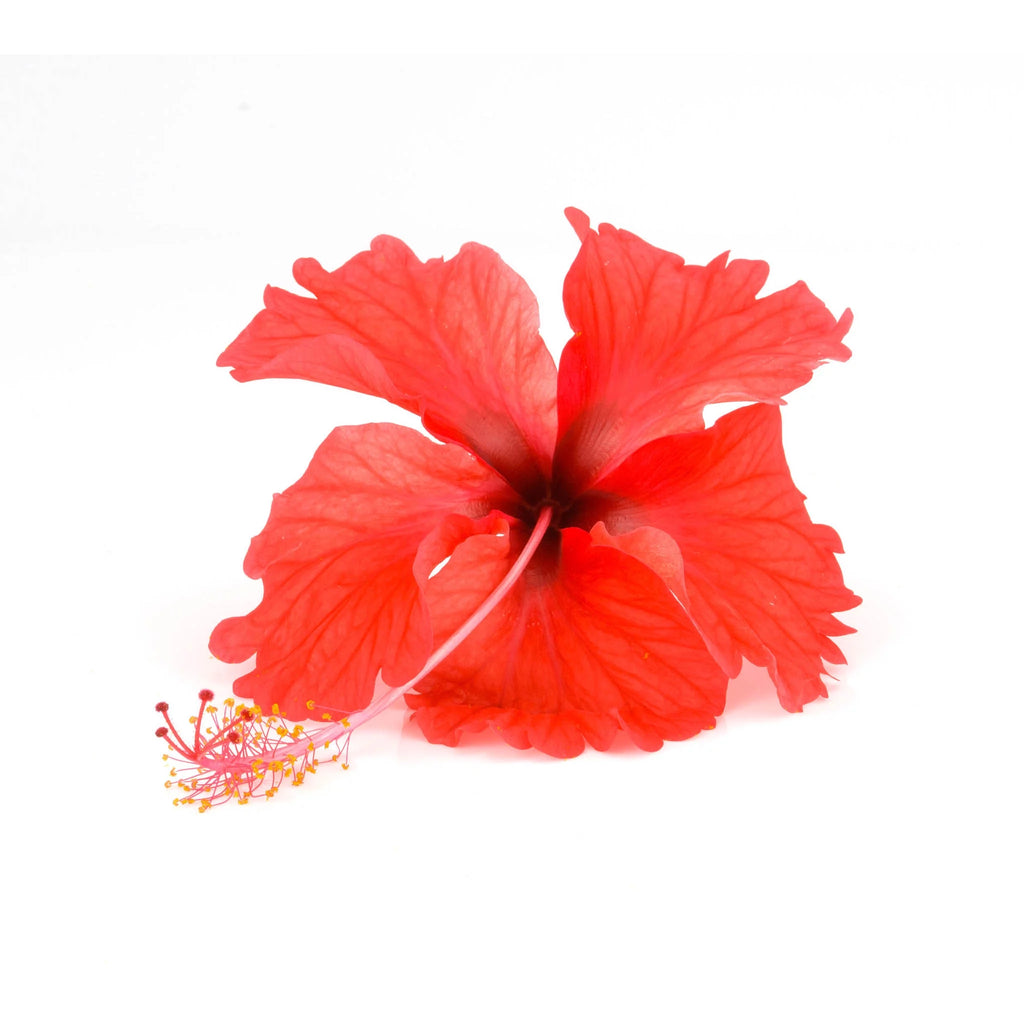 Hibiscus Tea 100 Bags W955